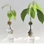 Transparent Glass Avocado Seed Starter Vase – Unique Home Decor and Gardening Kit
