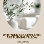 Why Your Indoor Plants Are Turning Yellow: The Ultimate eBook Guide to Fixing Indoor Plants Turning Yellow, Healthy Leaves, and Plant Care Tips