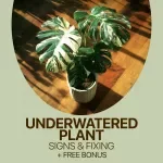 Uh-Oh, My Plant Is Thirsty! Checklist | Easy Care Guide to Spot underwatered plant signs & Fix Plant Watering Fast