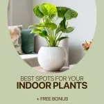 Find the Best Spots for Your Indoor Plants | Easy Home Plant Placement Checklist | best spots for indoor plants
