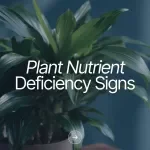 Plant Nutrient Deficiency Signs Checklist - Essential Guide for Healthy Plants