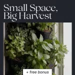Small Space, Big Harvest: The Ultimate Vertical Garden for Small Spaces Guide for Apartments, Balconies & Tiny Homes