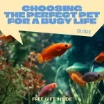 Choosing the Perfect Pet for a Busy Life – Smart Guide to Finding the best pet for busy people | Low-Maintenance Pets, Tools & Real-Life Tips