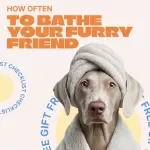 How Often to Bathe Your Furry Friend – Easy Pet Grooming Checklist | How Often to Bathe Pets Guide
