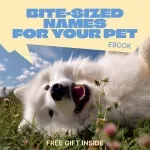 Bite-Sized Names for Your Pet – A Smart Guide to Short Pet Names That Work | Easy, Memorable & Train-Friendly Naming Guide