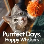 Purrfect Days, Happy Whiskers – A Complete daily routine for cats Guide for Calm, Balanced & Happy Indoor Cats | Digital Download eBook