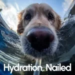 Hydration, Nailed – Pet Water Requirements Checklist for Dogs & Cats | Daily Water Intake Tracker, Dehydration Signs Guide, Pet Care Digital Download
