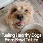 Fueling Healthy Dogs From Bowl to Life – Complete Guide to Nutrition and Health for Dogs | Canine Feeding, Meal Planning & Wellness eBook Digital Download