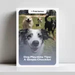 Dog Playdate Tips: A Simple Checklist - Essential Guide for Dog Owners