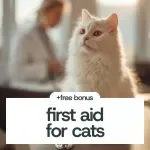 First Aid for Cats Checklist: Your Essential Guide to Cat Emergency Care
