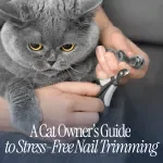 A Cat Owner’s Guide to Stress-Free Nail Trimming: Expert Guide for Safe and Easy Nail Care