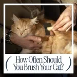 How Often Should You Brush Your Cat? Ultimate Brushing Frequency Checklist for Every Cat Owner