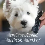 How Often Should You Brush Your Dog? The Ultimate Dog Brushing Checklist for Healthy Coats