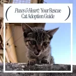 Paws & Heart: Your Rescue Cat Adoption Guide - A Complete Guide to Rescue Cat Adoption Tips