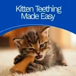 Kitten Teething Made Easy – Printable Checklist with Kitten Teething Tips for Calm, Happy Cats | Digital Download Pet Care Guide