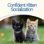 Confident Kitten Socialization – Kitten Socialization Checklist for First-Time Cat Parents, Printable Digital Download with AI Weekly Planner & Tracker
