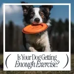 Is Your Dog Getting Enough Exercise? – How to Tell if Your Dog is Getting Enough Exercise Checklist for a Happy, Healthy Pup