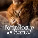 Crafting a Calming Bedtime Routine for Your Cat – How to Set Up a Bedtime Routine for Your Cat Guide | Digital Download