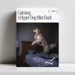 Calming A Hyper Dog After Dark – Proven Guide on How to Calm a Hyper Dog Down at Night