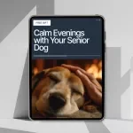 Calm Evenings with Your Senior Dog – Checklist for How to Create a Calm Evening Routine with Your Senior Dog