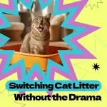 Switching Cat Litter Without the Drama – A Stress-Free Checklist Guide for Cat Owners | how to switch cat litter gradually Made Easy