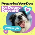 Preparing Your Dog for Doggy Daycare – Complete Guide on how to prepare dog for doggy daycare, Training Tips, Behavior Insights & First Day Success Plan