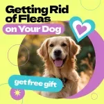 Getting Rid of Fleas on Your Dog – How to Get Rid of Fleas on Dog Fast Guide, Flea Removal eBook, Dog Care Checklist, Instant Download Pet Health Guide
