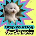 How to Stop Your Dog from Destroying Your Car Interior – Proven Guide on how to stop dog from destroying car interior, Calm Travel Training & Stress-Free Rides