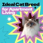 Choosing the Ideal Cat Breed for Apartment Living – How to Choose Cat Breed for Apartment | Digital eBook Guide for First-Time Cat Owners & Small Space Living