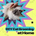 DIY Cat Grooming at Home eBook: Complete Guide on How to DIY Cat Grooming at Home with Tools, Techniques, Stress-Free Tips & Grooming Routines
