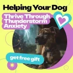 Helping Your Dog Thrive Through Thunderstorm Anxiety – A Complete Guide on how to help dog with thunderstorm anxiety, Calm Training Tips & Stress Relief Solutions for Dogs
