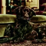 Understanding Your Dog's Body Language