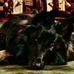 The Service Dog Handbook