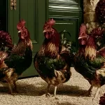 Keep Flock Care Calm Daily
