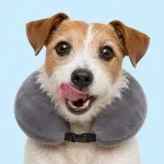 Keeping Your Dog Calm While Traveling
