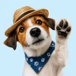 Finding Dog-Friendly Places to Stay