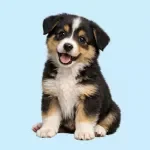 Puppy Socialization Checklist