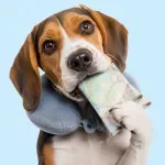 Planning a Trip With Your Dog