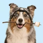 Camping With Your Dog Checklist