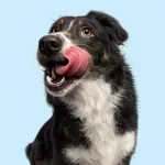 A Guide to Active Days With Your Dog