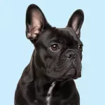 A Guide to Your Dog's Golden Years