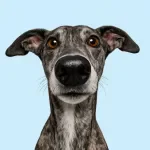 The Senior Dog Care Handbook