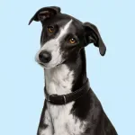 Supporting Your Senior Dog's Daily Life