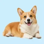 The Dog Walking & Gear Handbook
