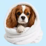 Dog-Friendly Accommodation Checklist