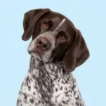 Adjusting Routines for Aging Dogs