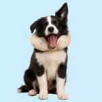 Road Trip With Your Dog Checklist