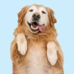 Caring for Your Senior Dog