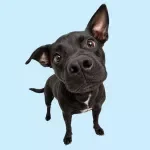 Exploring Trails Safely With Your Dog