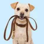 Choosing the Right Leash and Harness